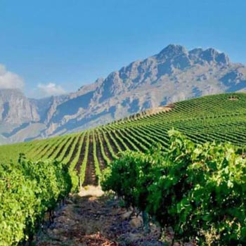 Full day Cape Winelands trike tour