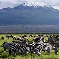 7 Days In Kenya And Tanzania - Wildlife Special Package