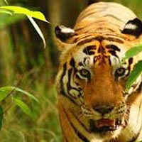 Jabalpur to Pench Tour Package