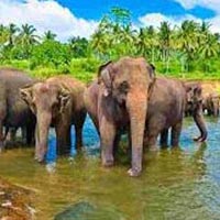 14N Explore Diverse Lanka Tour