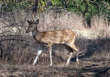 6n7d Tour from Rajkot Sasan Gir Somnath Dwarka Sou Ahmedabad