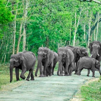 Bandipur National Park Tour