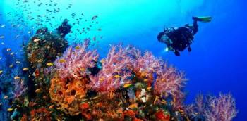 Scuba Diving Combo Daily Package from Goa (Standard Package)