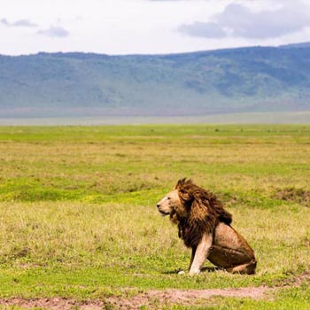 Kenya and Tanzania Epic Safari Tour