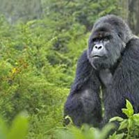 5 Days Rwanda Gorilla & Lake Kivu Tour