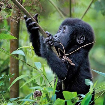 7 Days Primate Cir-cute Safari – Rwanda  Tour