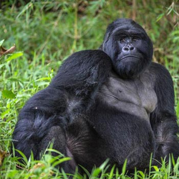 4 days Gorilla Tracking Uganda
