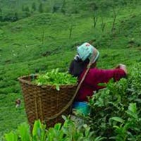 Darjeeling (Land Of The Tea Garden) By Wagon R Cab  Tour