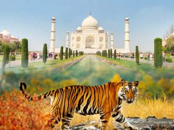 Taj Mahal Tour with Tigers