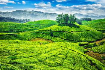 Best of Munnar with Athirapally from Kochi