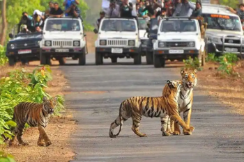 Jim Corbett Tour Package 5 Nights - 6 Days