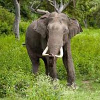 South India Tour with Wildlife