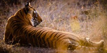 Golden Triangle Tour With Ranthambhore National Park Safari Tour