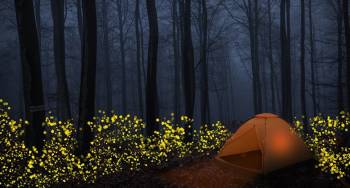 Fireflies – Prabalmachi Camping Tour