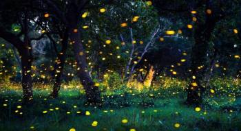 Kothaligad Trek – Fireflies Tour
