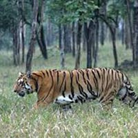 Pench National Park ( M.P) 2N/3D Package