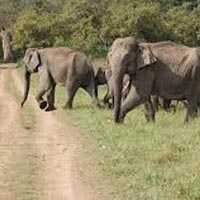 Nainital and Corbett National Park Tour Packages