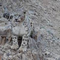 In Quest of the Snow Leopard Package