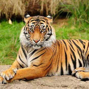 India - Tiger Tour