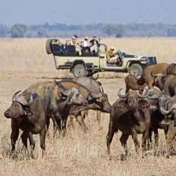 South Luangwa Lower Zambezi & Kafue National Park Safari Package