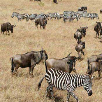 Great Masai Mara Safari In 4 Days Tour