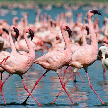 12Days - Samburu - Olpejeta Game Sanctuary - Aberdare - Lake Nakuru - Masai Mara - Lake Nai Tour