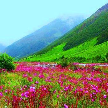 4 Nights - Valley of Flowers Ladakh Tour