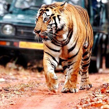 Chittor with Ranthambore Tour