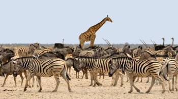 6 Days Kenya And Tanzania Classic Safari Tour
