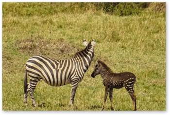 12 Days Kenya And Tanzania Via Lake Victoria Tour