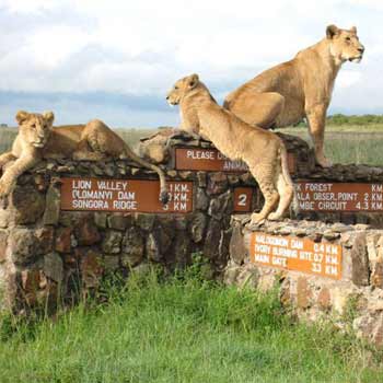 Nairobi Full day Tour