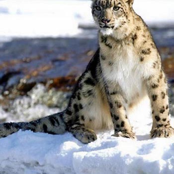 Snow Leopard Trek Tour