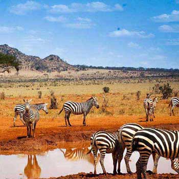 Wildlife Tour of Kenya Package