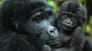 2 Days Rwanda Mountain Gorilla Experience