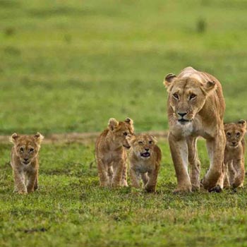 Wildlife Tour of Kenya