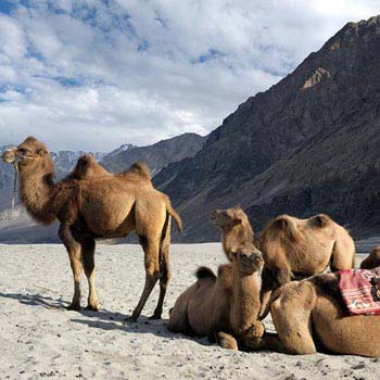The Breathtaking Ladakh Package