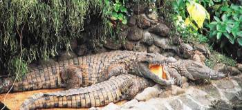 Southern Tales Tour: Full Day Tour Including Crocodile Park & Seven Coloured Earth