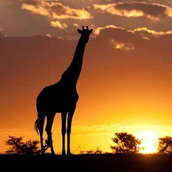Masai Mara Game Reserve Overnight Safari Tour