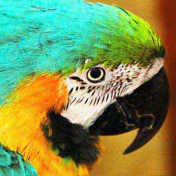 Birds of Persia Tour