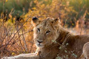 Imbali Safari Lodge Kruger Tour