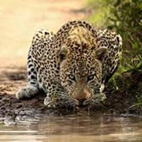 Kruger National Park In Depth Privately Guided Tour