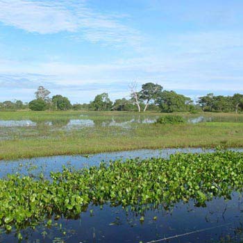 Iguassu - Pantanal Wetlands - Rio De Janeiro Tour