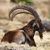 Flora & Fauna Of Ethiopia, Including Lalibela Tour