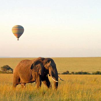 Privately Guided - Highlights Of Kenya & Tanzania Tour