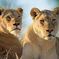 Kruger National Park - Cape Town - Winelands Tour