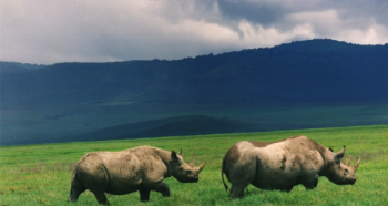 1 Night 2 Days Arusha to Tarangire & Ngorongoro Crater