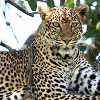 Big 5 Kruger Park Safari For 4 Days Tour