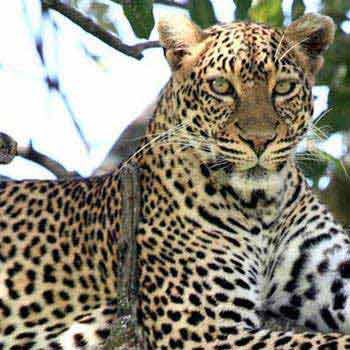 Kruger Park Safari Tour