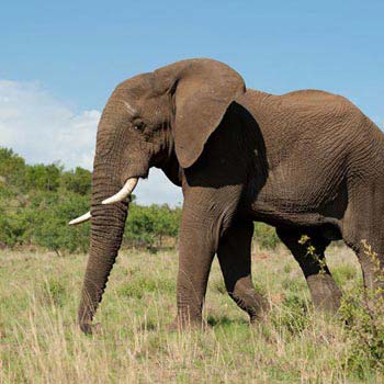 Pilanesberg Big 5 Safari Tour