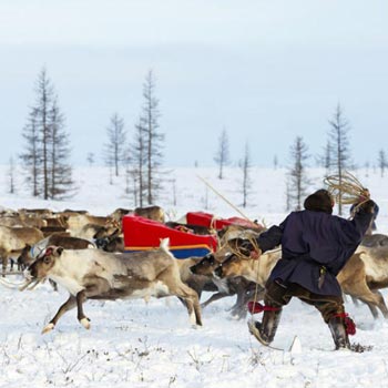 Reindeer Migration With The Nenets in Yamal Package